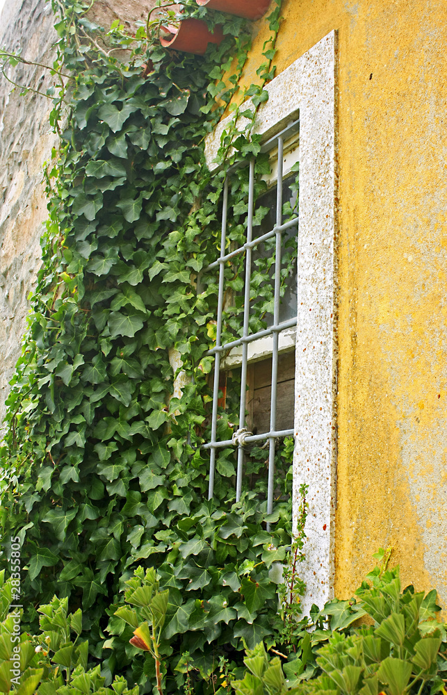 Yellow Window