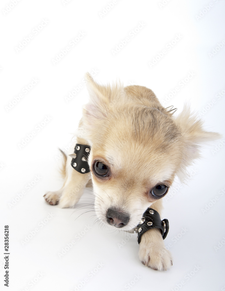 Chihuahua puppy with black leather studded bracelets Chihuahua puppy with black leather studded bracelets