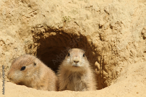 Baby prairie dogs looking out of their burrow photo