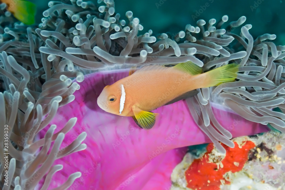 Anemonfish
