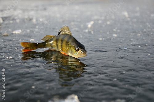 perch on the ice