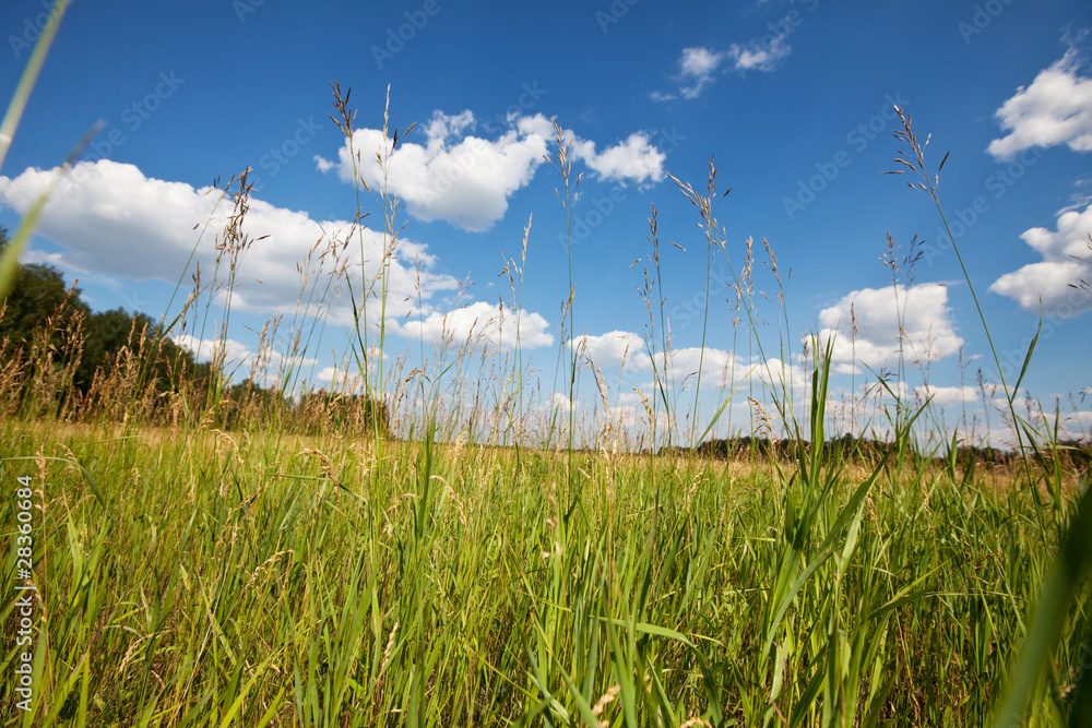 Obraz premium Green field