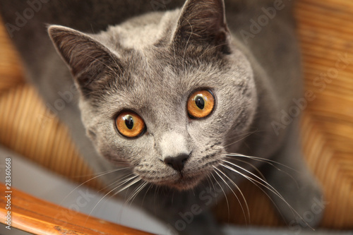 Fototapeta Naklejka Na Ścianę i Meble -  chat chartreux