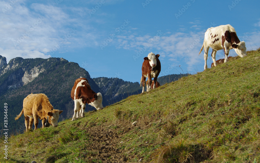 Naklejka premium vaches au pâturage - chartreuse