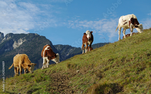 vaches au pâturage - chartreuse photo