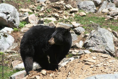 Fotografie ours noir