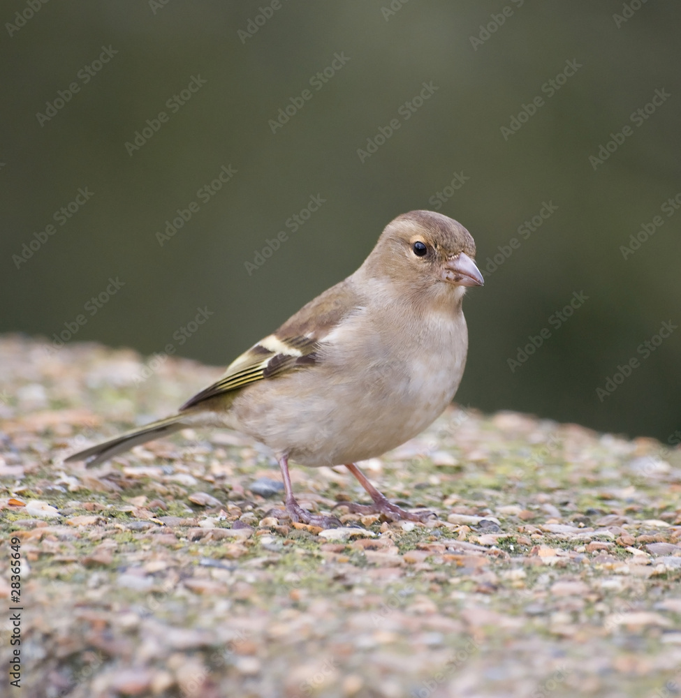 Chaffinch