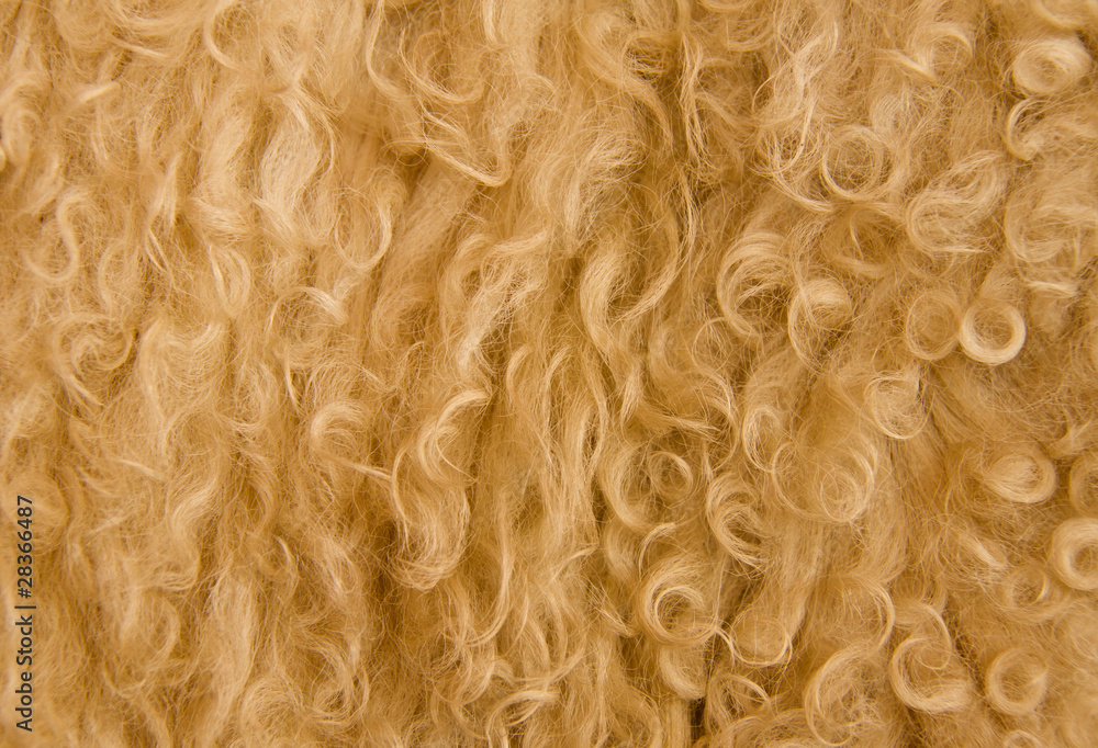 Fototapeta premium Wool