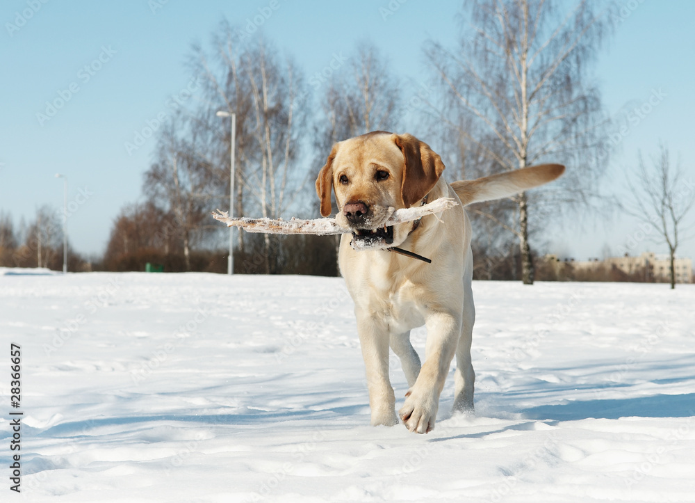 labrador with stick at winter