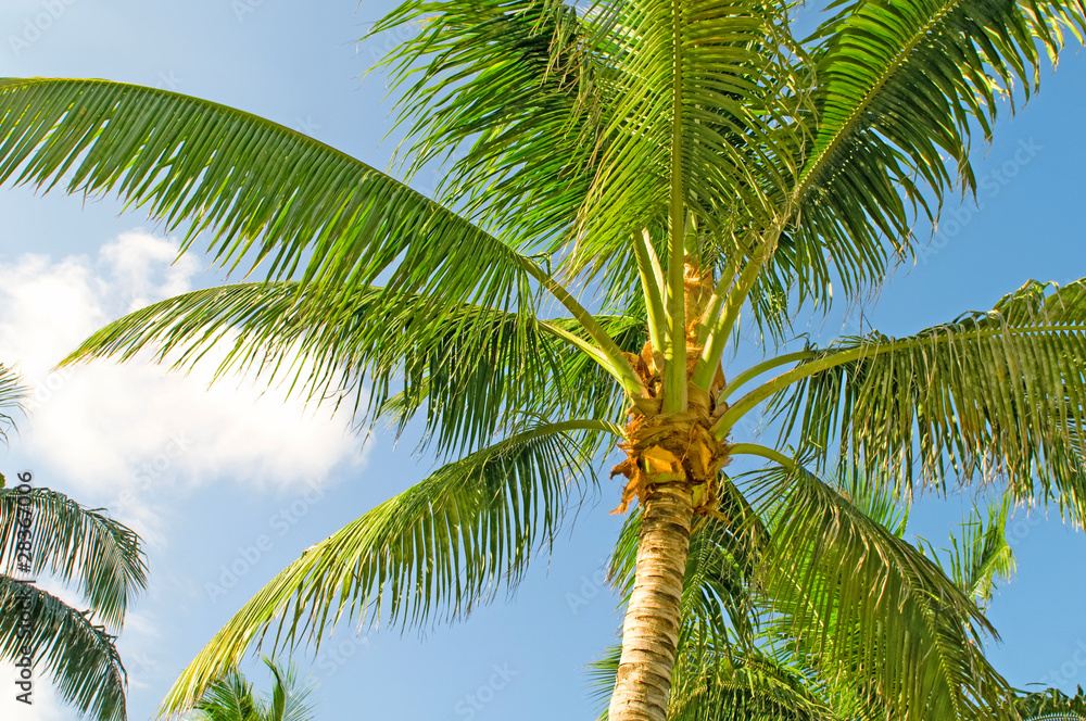 Palms trees on the beach during bright day Palms trees on the beach during bright day