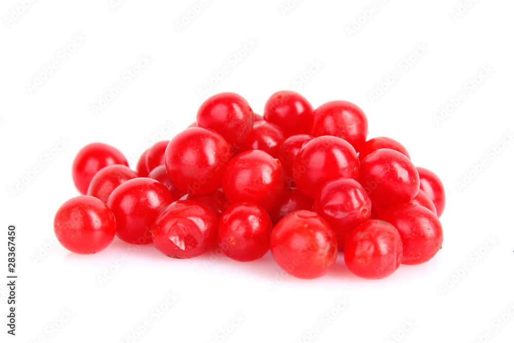red berries of viburnum isolate on white red berries of viburnum isolate on white