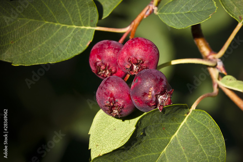 Saskatoon Berries ripening in Summer photo