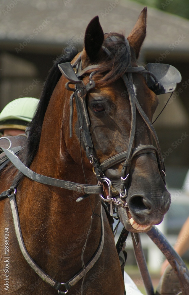 Obraz premium cheval de course