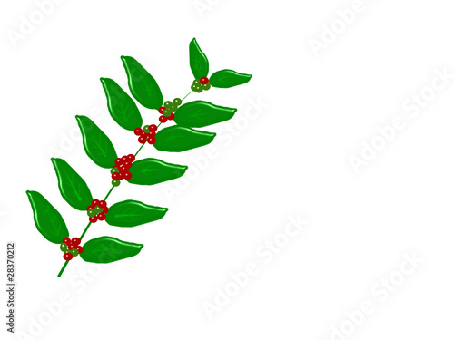 kaffeestrauch  (coffea arabica) Freisteller
