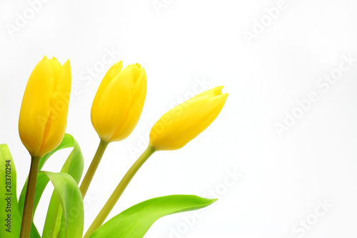 Fototapeta Naklejka Na Ścianę i Meble -  yellow tulip