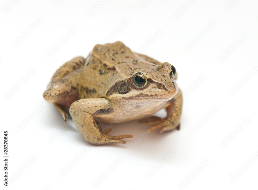 Frog Frog