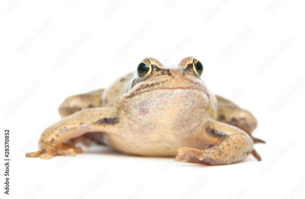 Fototapeta premium Frog