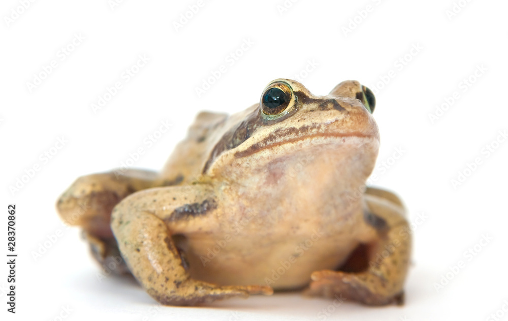 Naklejka premium Frog