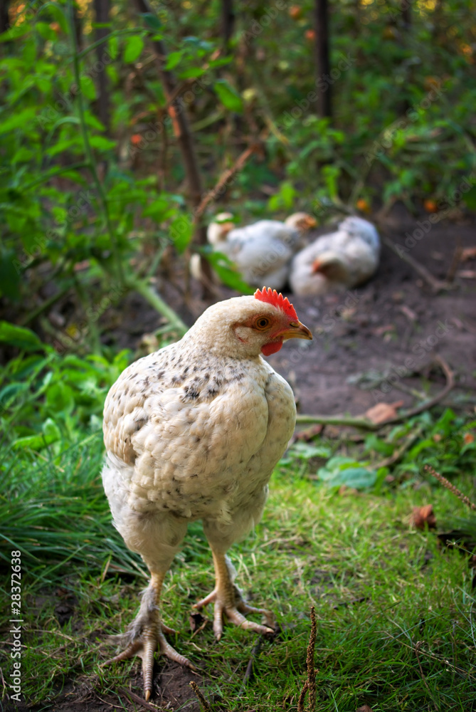 Young chicken Young chicken