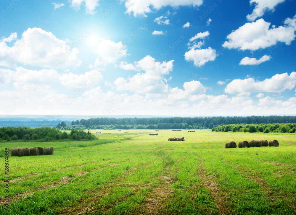 harvested grass in roll and perfect sunny day harvested grass in roll and perfect sunny day