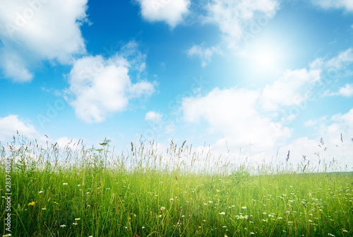 field of flowers and sunlight