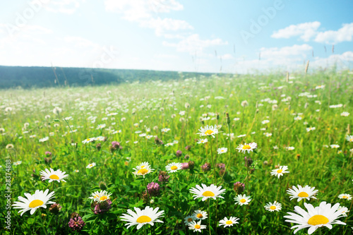 field of wild flowers