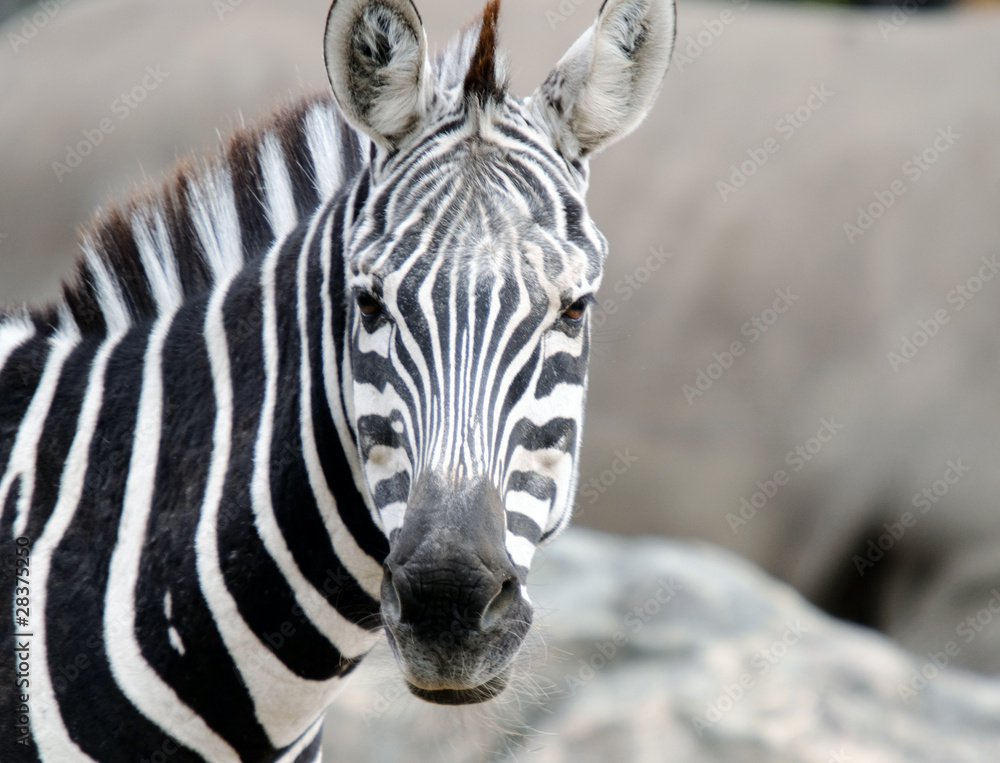 Naklejka premium Zebra