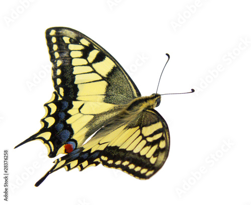 Machaon butterfly