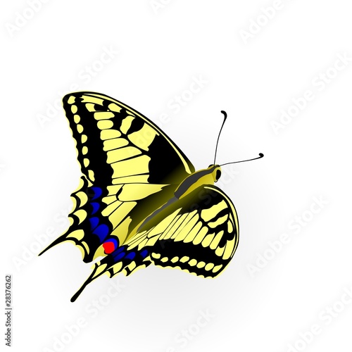 Butterfly photo