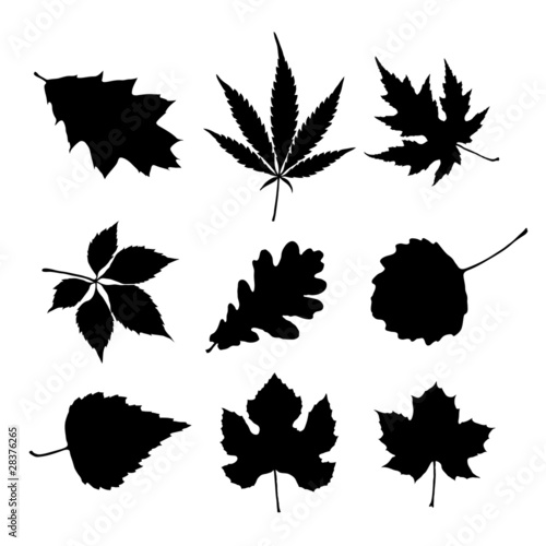 leaf silhouettes for design