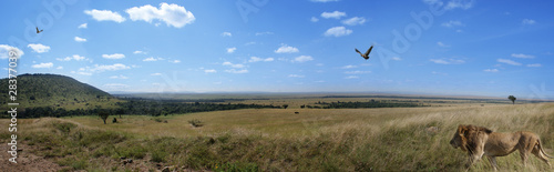 Afrika Africa Löwe Lion