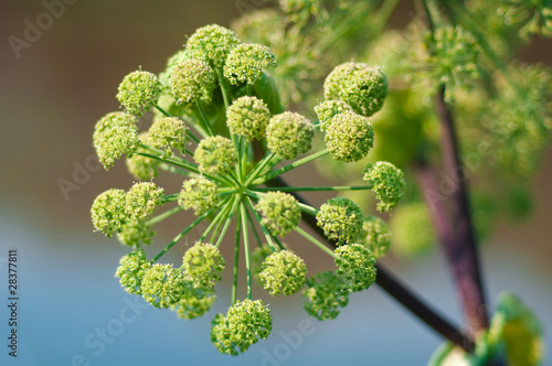 Angelica plan. Close-up photo
