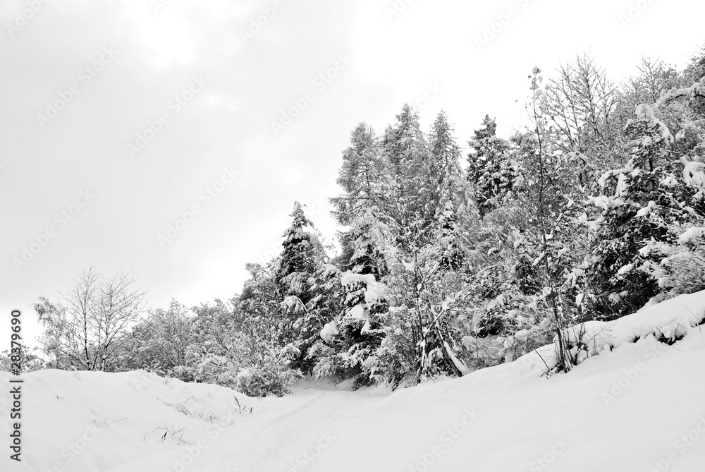 Naklejka premium winter landscape