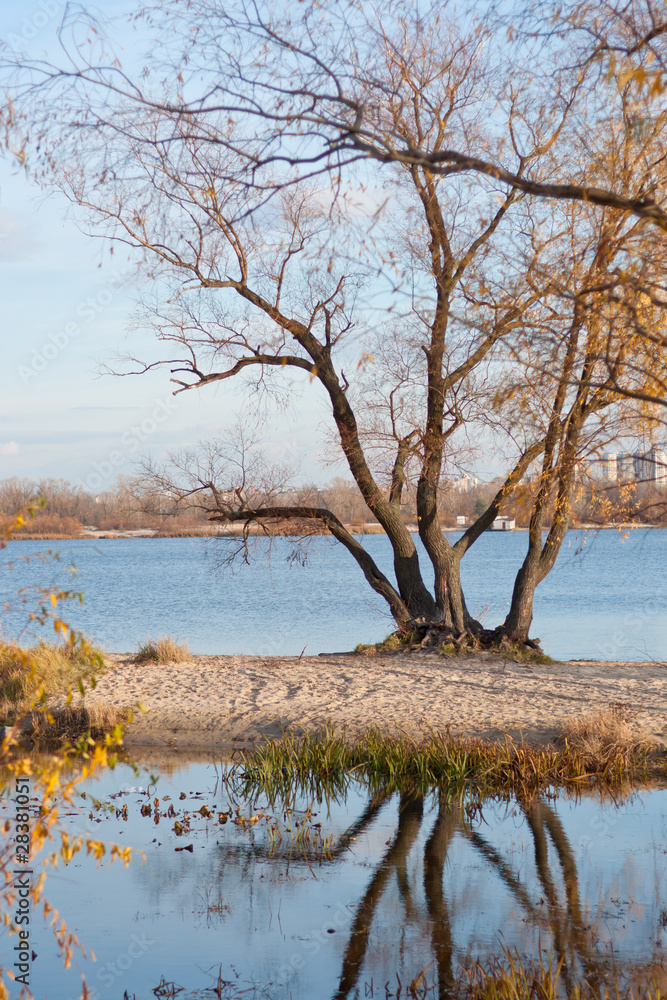 Autumn leafless tree at the river with reflections in the water Autumn leafless tree at the river with reflections in the water
