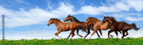 Fotografia herd gallops in green field