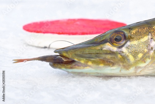 pike on the ice with fish in jaws.