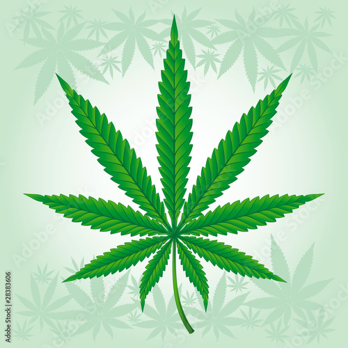 Cannabis / Marijuana / Hemp leaf detailed