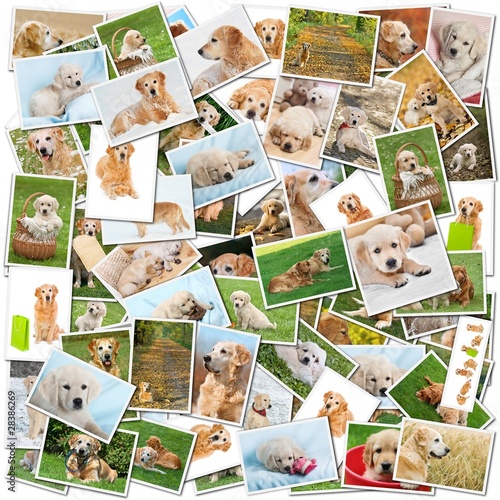 Fototapeta Naklejka Na Ścianę i Meble -  Dog collage