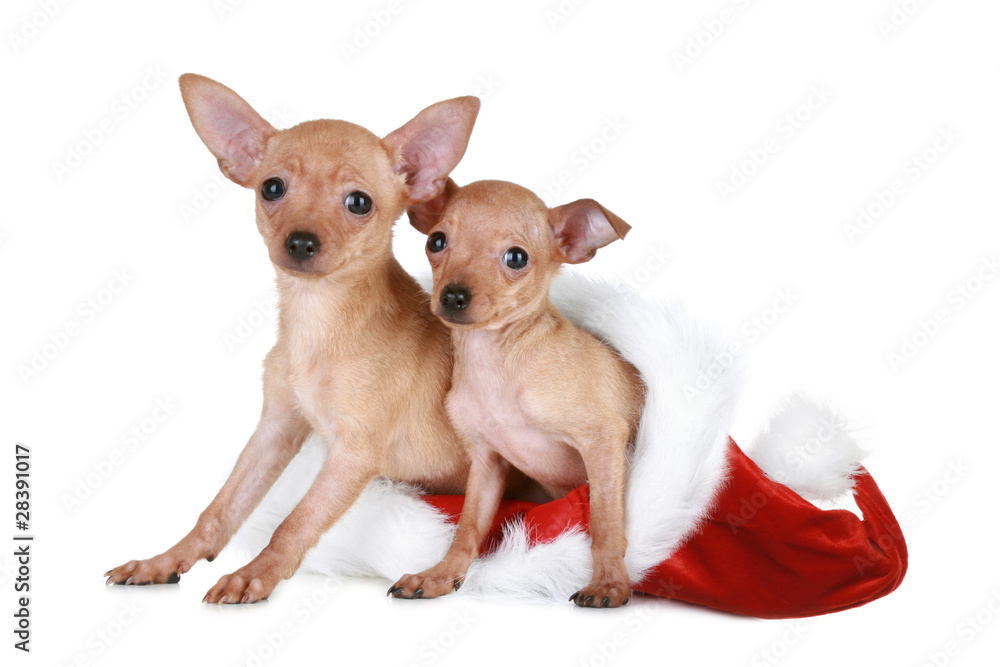 Two Toy terrier in Christmas cap Two Toy terrier in Christmas cap