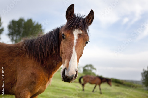 Horses © russieseo