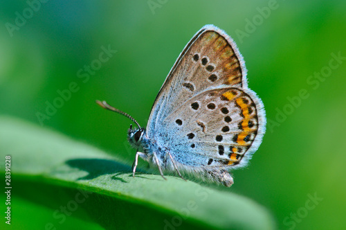 Butterfly Polyommatus amandus