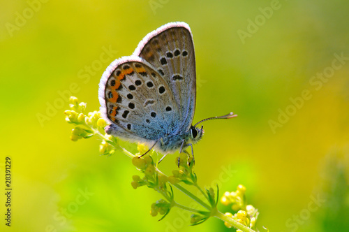Butterfly Polyommatus amandus © Alexmar