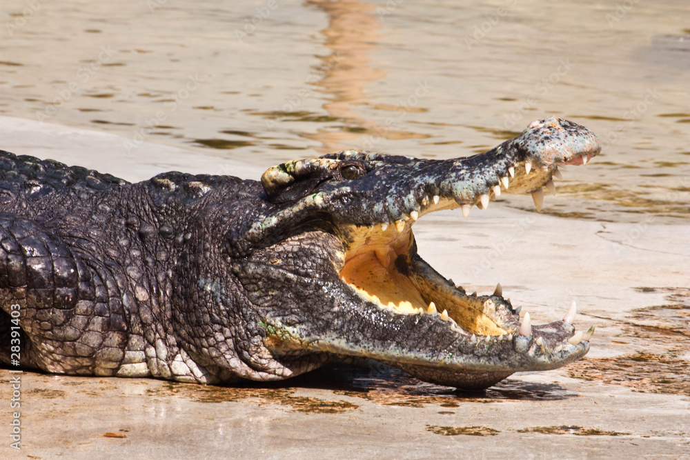 Obraz premium Crocodile