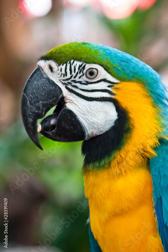 Macaw © surachai