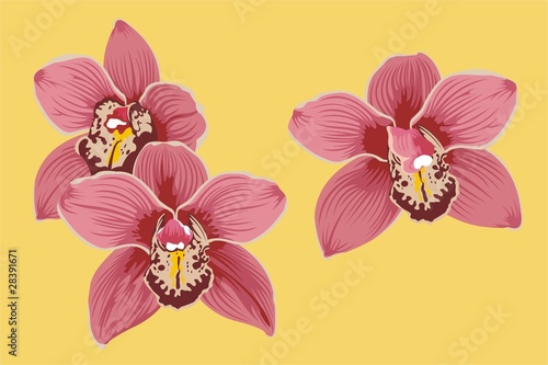 orchid