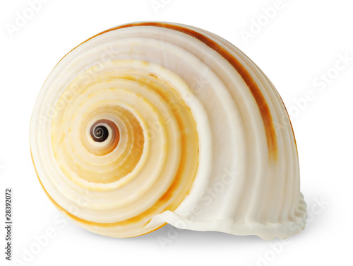 Isolated seashell. One white spiral sea shell isolated on white background