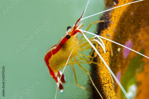 Fotografie Gulf of Mexico Shrimp, Lysmata grabhami on Underwater Pipe