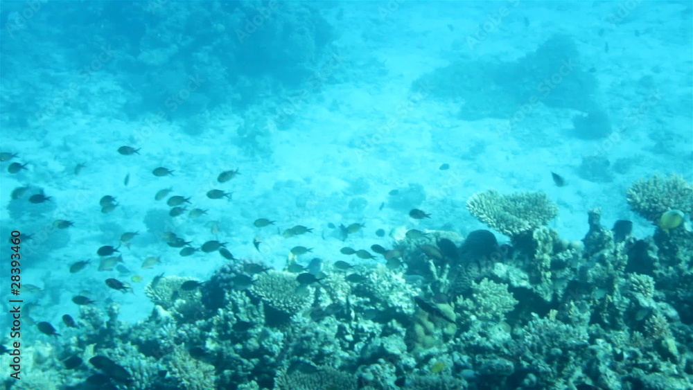 fish among corals under water in Red Sea fish among corals under water in Red Sea