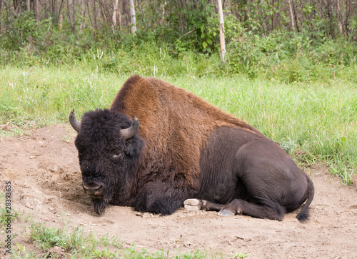 Buffalo in a dust bed