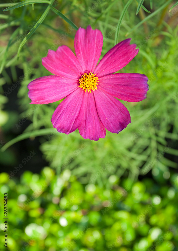 Fototapeta premium Cosmos Flowers